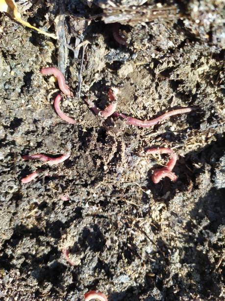 istock Background of Many earthworms. Raising Worm Composting. 1185519591