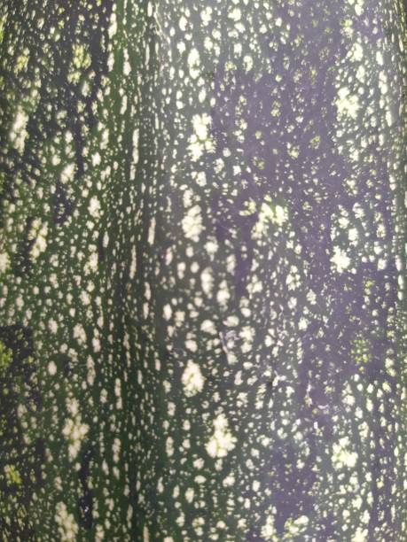 istock Structure of a zucchini peel as a texture 1185519630