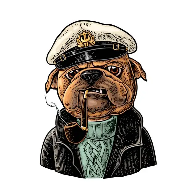 Vector illustration of Sea dog smoking pipe and dressed in captain hat. Engraving