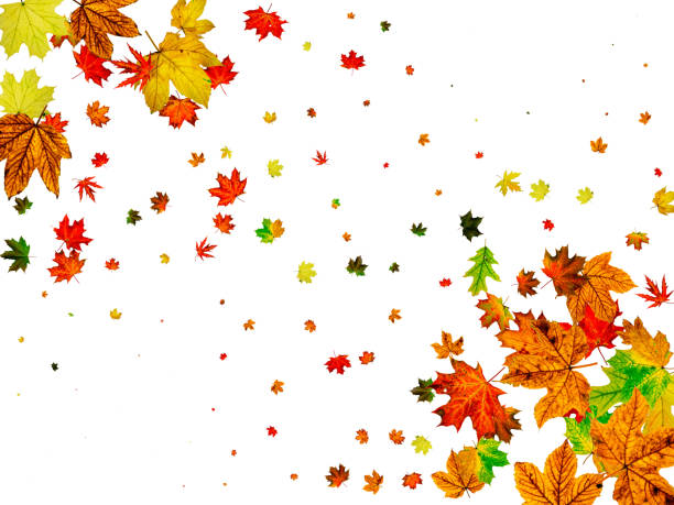 istock Autumn leaves on ground. November falling pattern background. Thanksgiving season concept 1185520389