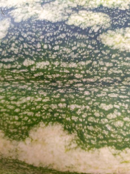 istock Structure of a zucchini peel as a texture 1185520582