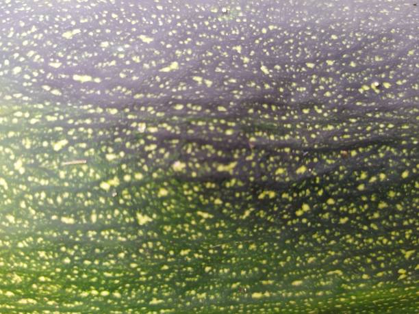 istock Structure of a zucchini peel as a texture 1185520590