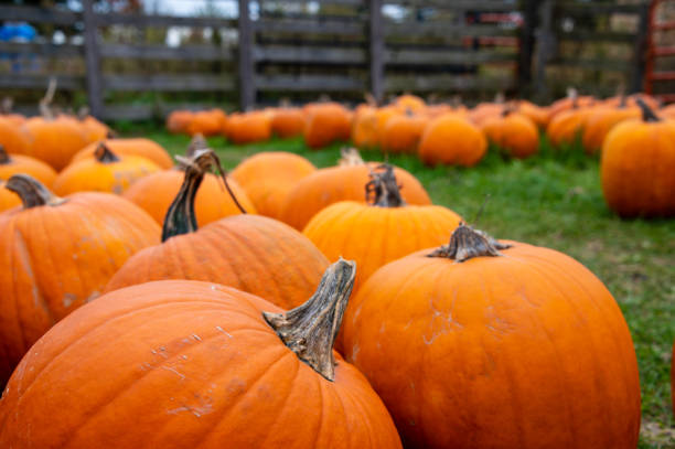 istock Pumpkins at a pumpkin patch farm in autumn 1185520698