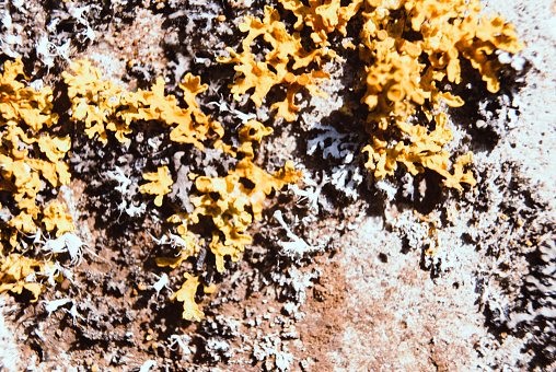 Orange, yellow or shore lichen and Xanthoria parietina. Rustic concrete. Common yellow orange lichen on concrete.