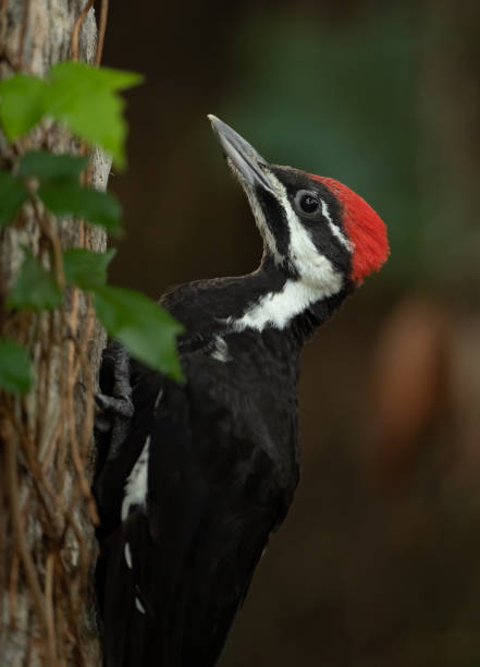 istock Pileated Woodpecker Portrait 1185521603