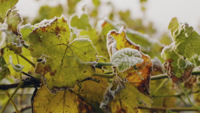 A vineyard covered in frost on a sunny autumn day in Sweden