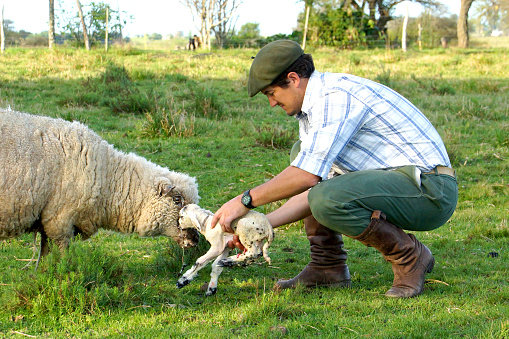 argentinian, herding cows, sheep birth