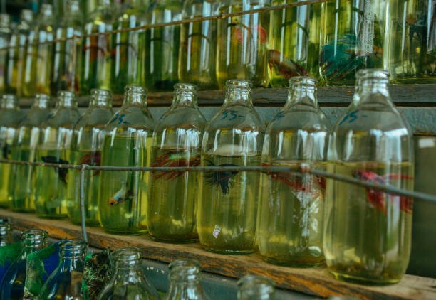 istock Small Bottle-grown fish live lives in a green prison bottle 1185525775