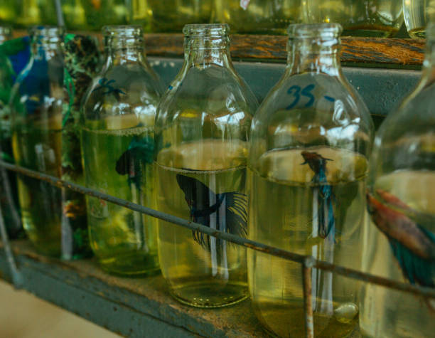 Small Bottle-grown fish live lives in a green prison bottle