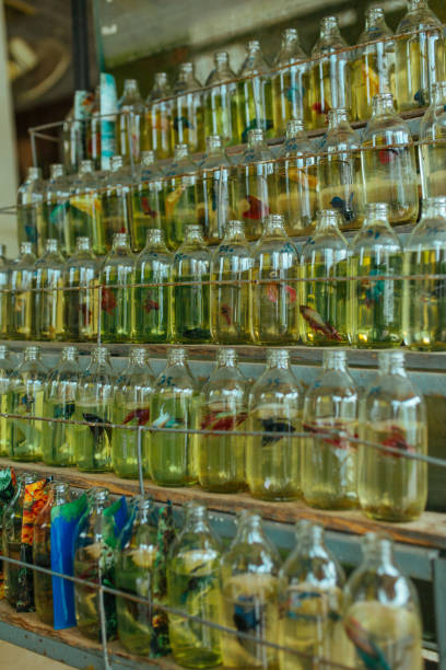 istock Small Bottle-grown fish live lives in a green prison bottle 1185525921
