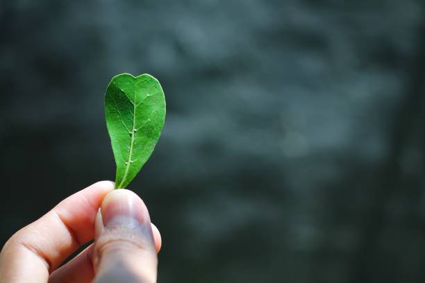 istock Heart symbol leaf hold by hand 1185525988
