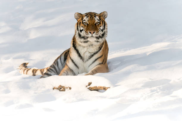 istock Siberian tiger playing in the snow 1185532512