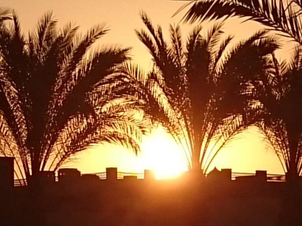 istock Sunset over the palm trees 1185532758