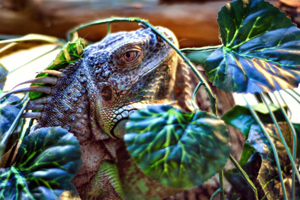 istock A big iguana lizard hunting in grass. 1185535576