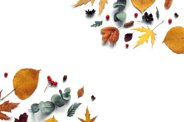 Autumn pattern with maple leaves, eucalypt and berries on the white background.