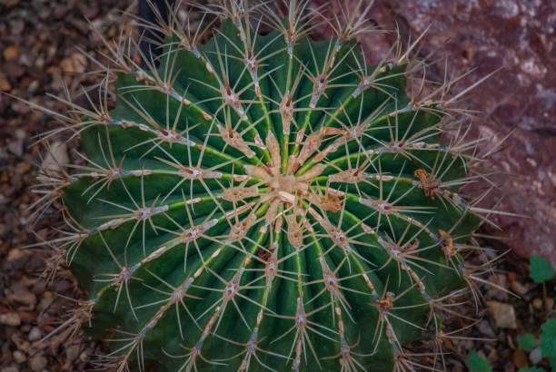 istock Cactus. Ferocactus histrix in the garden, background on full screen. 1185537324