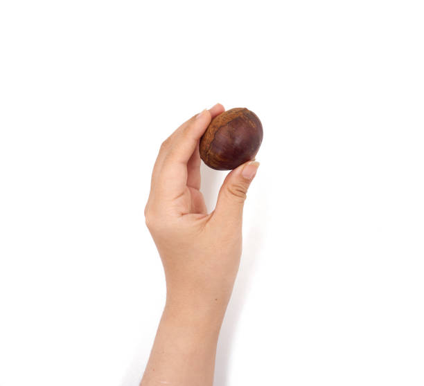 istock Female hand holding Chinese chestnut on white background 1185540034