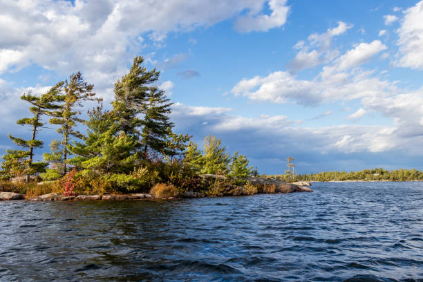 istock windswept pines at the lake 1185541217