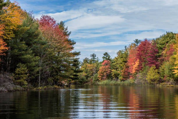 istock autumn coloured leaves at the lake 1185542130