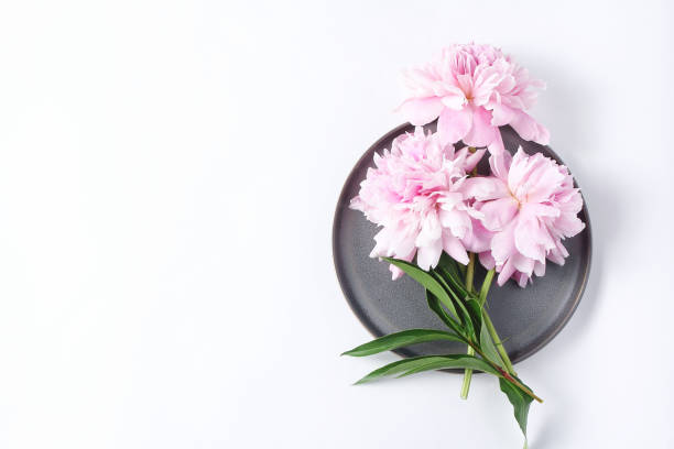 istock Beautiful fresh cut peony flowers lie on a gray dish. minimalistic composition on a white background, top view 1185542226