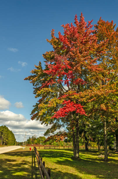 istock Autumn Colors on a Beautiful Fall Day 1185543166