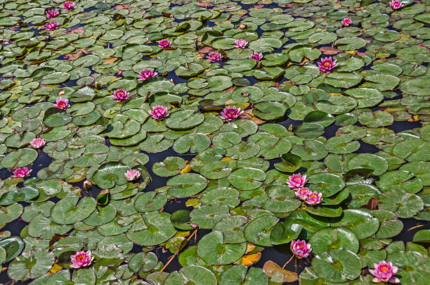 istock Lilypad Background of Greens and Pinks 1185543461