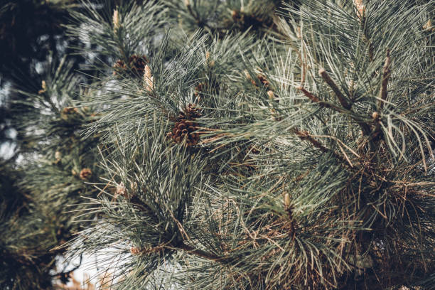 istock close up green pine tree forest.nature outdoor forest 1185544276