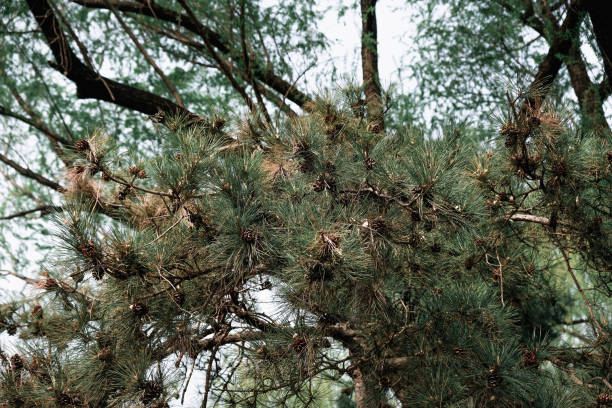 istock close up green pine tree forest.nature outdoor forest 1185544283