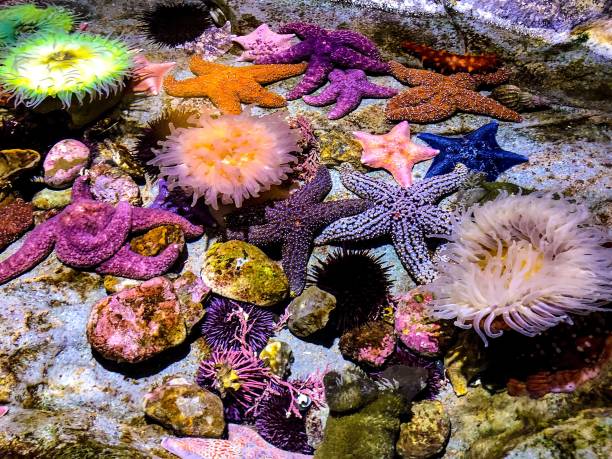 istock Starfish and sea enemones 1185544501