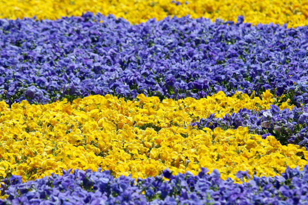 flowerbed with different flowers pansies