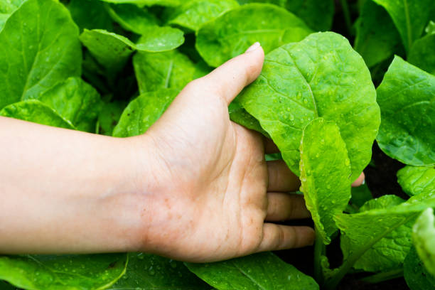istock Fresh Baby False Pakchoi Farm 1185546341