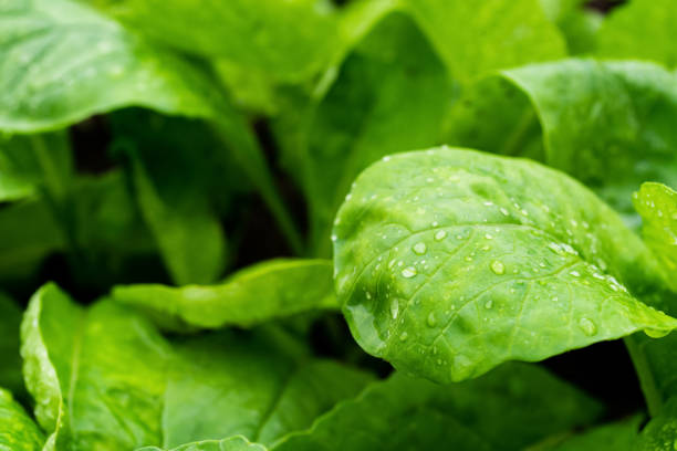istock Fresh Baby False Pakchoi Farm 1185546352