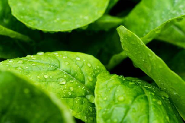 istock Fresh Baby False Pakchoi Farm 1185546358