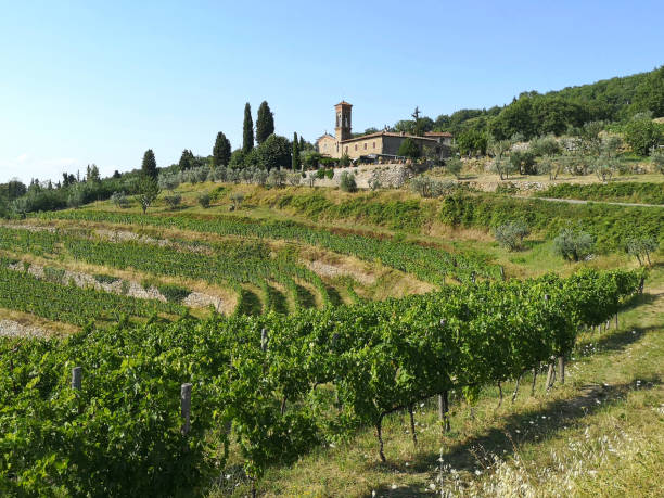 ラモレのブドウ畑, フィレンツェ州, トスカーナ州 - tuscany florence italy chianti region italy ストックフォトと画像