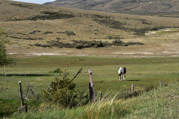 istock white and brown horse grazing 1185549563
