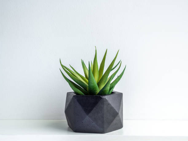 istock Modern geometric concrete planter. Beautiful concrete pot. 1185550865