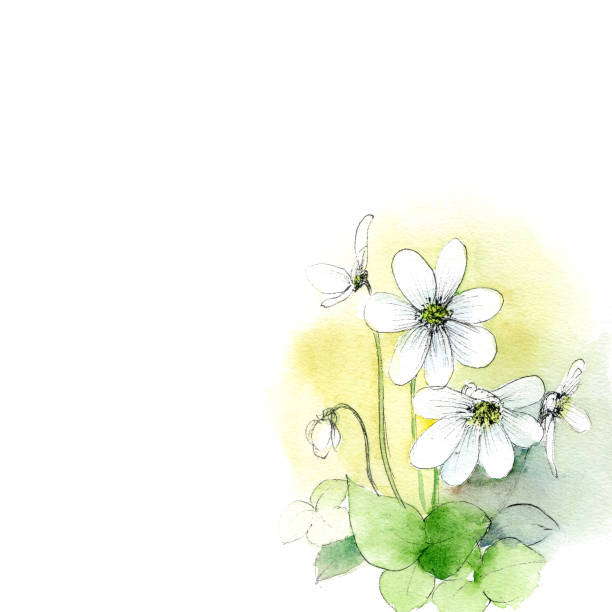 Anemone hepatica watercolor flower watercolor flower illustration anemone apennina stock illustrations