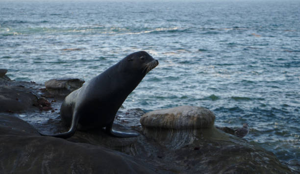 istock Sealion sitting on rock looking at camera 1185553166