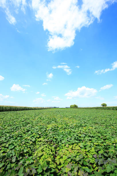 istock Sweet potatoes grow in the fields 1185554148