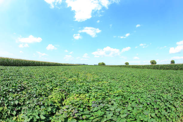 istock Sweet potatoes grow in the fields 1185554157