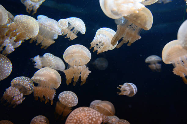 istock Jellyfish in the dark sea 1185555603