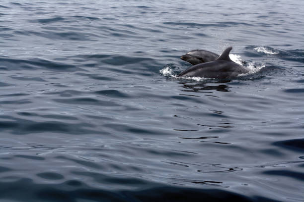 istock Two dolphins swimming in ocean 1185555896