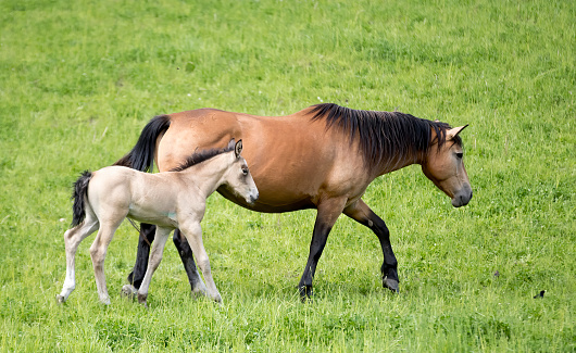 A mare and her foal in a meadow