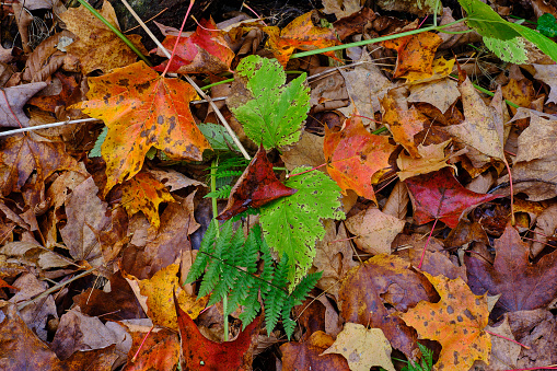 Colorful green ferns stick out from the red and yellow autumn leaves laying on the ground in a New England forest