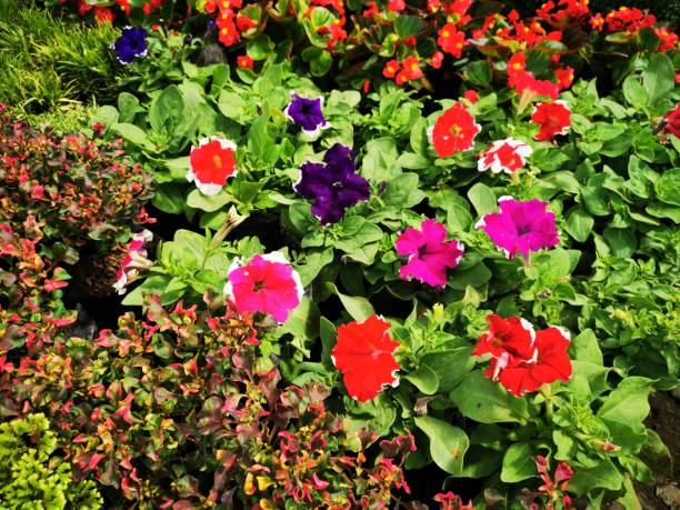 Flower bush of reds pinks and violets