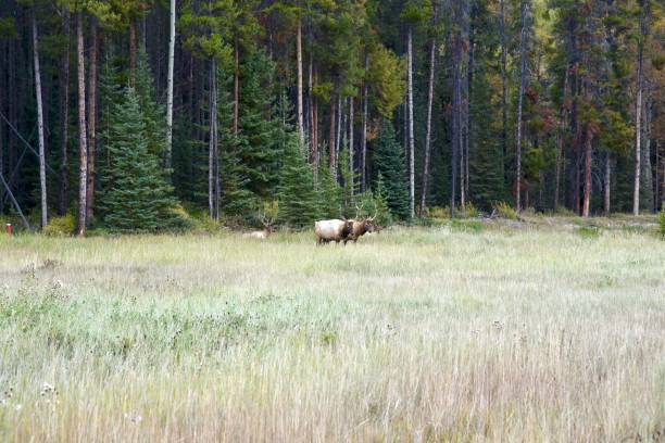 istock Canadian Rocky Mountains 1185560311