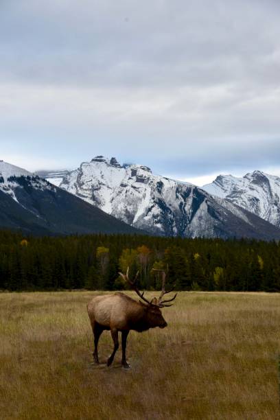 istock Canadian Rocky Mountains 1185560379