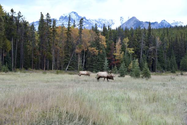 istock Canadian Rocky Mountains 1185560944