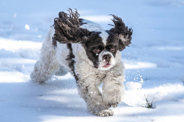 istock Cocker Spaniel puppy running in snow 1185561126