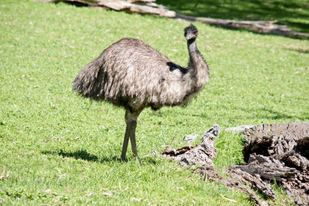 istock this is a side view of an Australian emu 1185561193